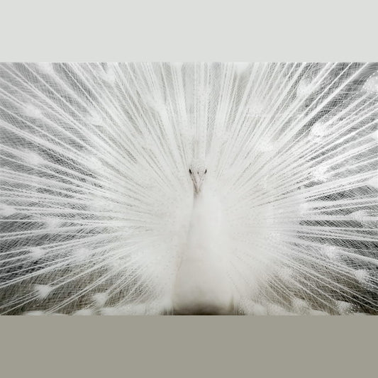 Tempered Glass With Foil & Rhinestones - White Peacock - White