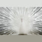 Tempered Glass With Foil & Rhinestones - White Peacock - White
