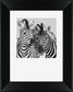 Namibia Zebra By Nina Papiorek - Framed Print Wall Art - White