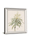 Dracaena Reflexa By Pierre Joseph Redoute - Mirror Framed Print Wall Art - White