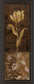 Golden Tulip Il By Tava Studios - Framed Print Wall Art - Dark Brown