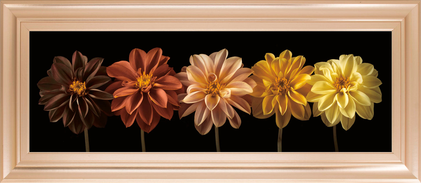 Floral Salute By Assaf Frank - Black