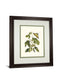 Papilio Antilochus By Marc Catesby - Framed Print Wall Art - Green