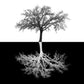 Framed - Inverse Tree - Black