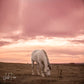 Pink Skies By Justin Pius - Pink