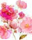 Framed - Vivid Peonies By Carol Robinson - Pink