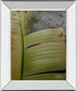 Butterfly Palm Il By Patricia Pinto - Mirror Framed Print Wall Art - Green