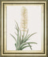 Sansevieria Zeylancia By Pierre Joseph Redoute - Framed Print Wall Art - Green