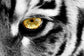 Framed - Tiger Eye - Dark Gray