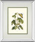 Papilio Antilochus By Marc Catesby - Mirror Framed Print Wall Art - Green